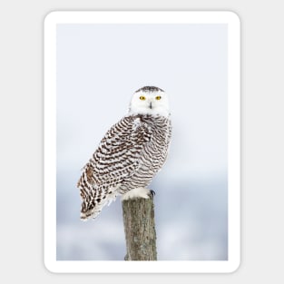 Snowy Owl Sticker